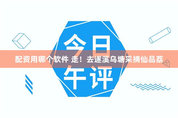 配资用哪个软件 走！去遂溪乌塘采摘仙品荔