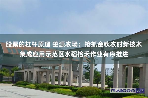 股票的杠杆原理 肇源农场：抢抓金秋农时新技术集成应用示范区水稻拾禾作业有序推进